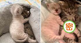 不要和彼此分開！兩隻小奶貓每天黏一起，「睡覺也要手牽手」，收容所管理員：希望能被一起領養！
