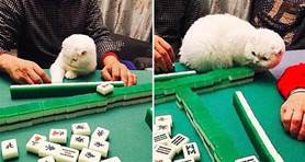 打這個！小貓咪偷看隔壁牌後「教主人打麻將」，網友笑翻：給小貓咪開一局讓它打！