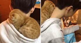 比女朋友還粘人！小橘貓每天「掛在男主人身上」，某日趴在肩膀上睡著「表情超融化」❤