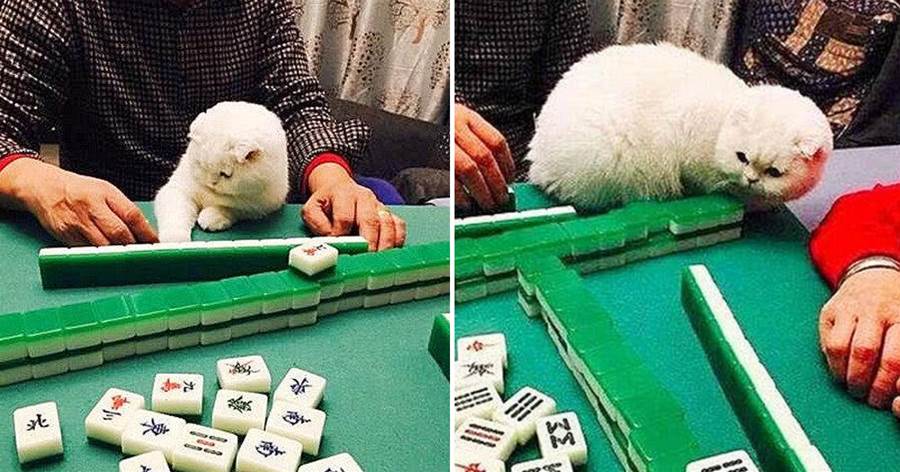 打這個！小貓咪偷看隔壁牌後「教主人打麻將」，網友笑翻：給小貓咪開一局讓它打！