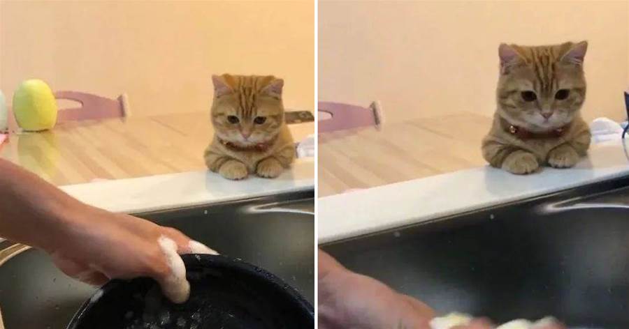 洗乾淨一點哦！小貓咪每天「監督主人洗碗」 表情超萌，網友：為啥我家貓是趴冰箱審視我？